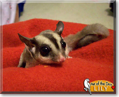 Lily, the Pet of the Day