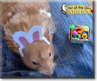 Athena, the Pet of the Day Athena, the Pet of the Day