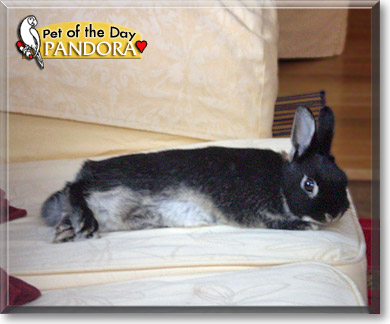 Pandora, the Pet of the Day Pandora, the Pet of the Day