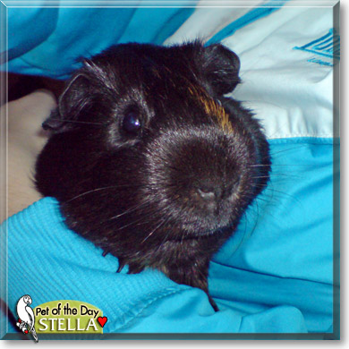 Stella, the Pet of the Day Stella, the Pet of the Day