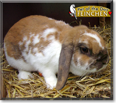 Feinchen, the Pet of the Day