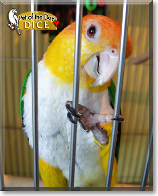 Dice, the Pet of the Day Dice, the Pet of the Day
