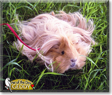 Geddy, the Pet of the Day