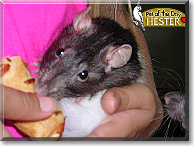 Hester, the Pet of the Day Hester, the Pet of the Day