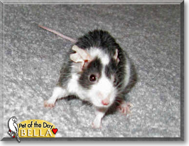 Bella, the Pet of the Day Bella, the Pet of the Day