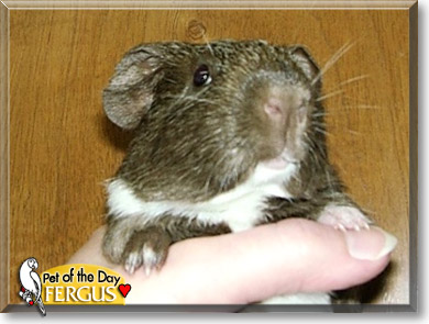 Fergus, the Pet of the Day Fergus, the Pet of the Day