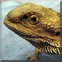Molly the Bearded Dragon