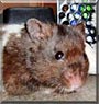 PeeBee the Panda Bear Hamster