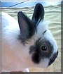 Olli the Rabbit