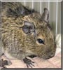 Lulu the Degu