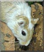 Freddy the Gerbil