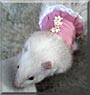 Star the Silver Mitt Ferret