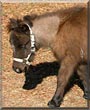 Memphis the Miniature Horse