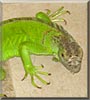 Iggy the Green Iguana