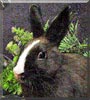 Cassidy the Netherland Dwarf