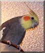 Jerry the Gray Cockatiel