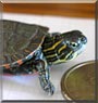 Bob the Western Painted Turtle