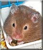 Keisha the Fancy Hamster