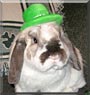 Finnegan the Mini lop Rabbit