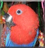 Savannah the Solomon Island Eclectus