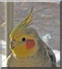 Sammy the Cockatiel