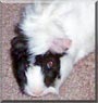 Patches the Guinea Pig