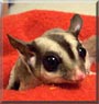 Lily the Sugar Glider