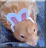 Athena the Teddy bear Hamster