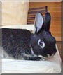 Pandora the Netherland Dwarf Rabbit