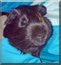 Stella the Guinea Pig