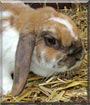 Feinchen the Lop Rabbit