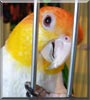 Dice the White Bellied Caique