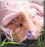 Geddy the Guinea Pig