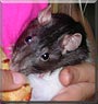 Hester the Black hooded rat
