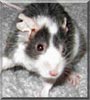 Bella the Fancy Mouse