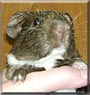 Fergus the Guinea Pig
