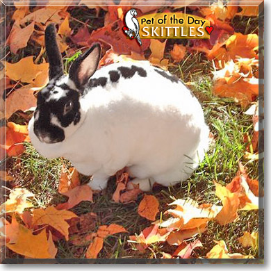Skittles, the Pet of the Day