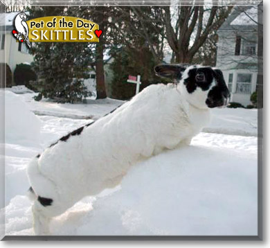 Skittles, the Pet of the Day
