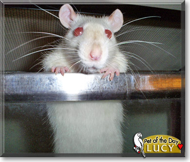 Lucy, the Pet of the Day Lucy, the Pet of the Day