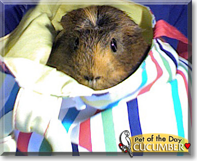 Cucumber, the Pet of the Day