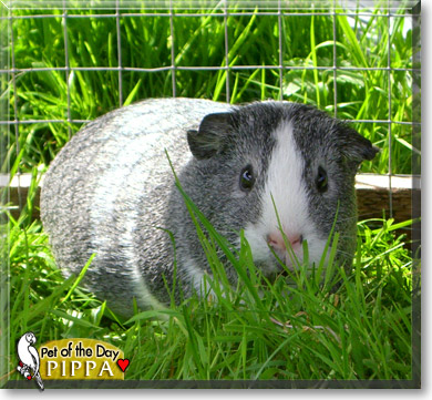 Pippa, the Pet of the Day