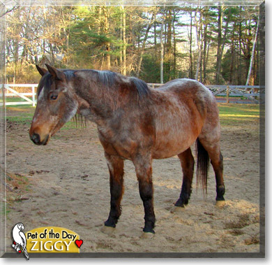 Ziggy, the Pet of the Day Ziggy, the Pet of the Day