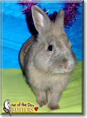 Butters, the Pet of the Day Butters, the Pet of the Day