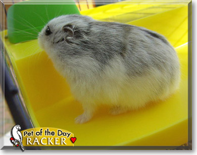 Racker, the Pet of the Day