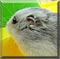 Pet of the Day