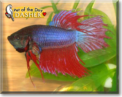 Dasher, the Pet of the Day Dasher, the Pet of the Day