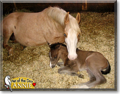 Annie, the Pet of the Day Annie, the Pet of the Day