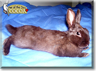 Cocoa, the Pet of the Day