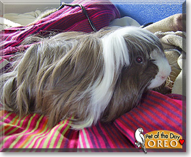Oreo, the Pet of the Day Oreo, the Pet of the Day
