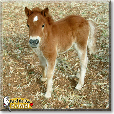 Bambi, the Pet of the Day
